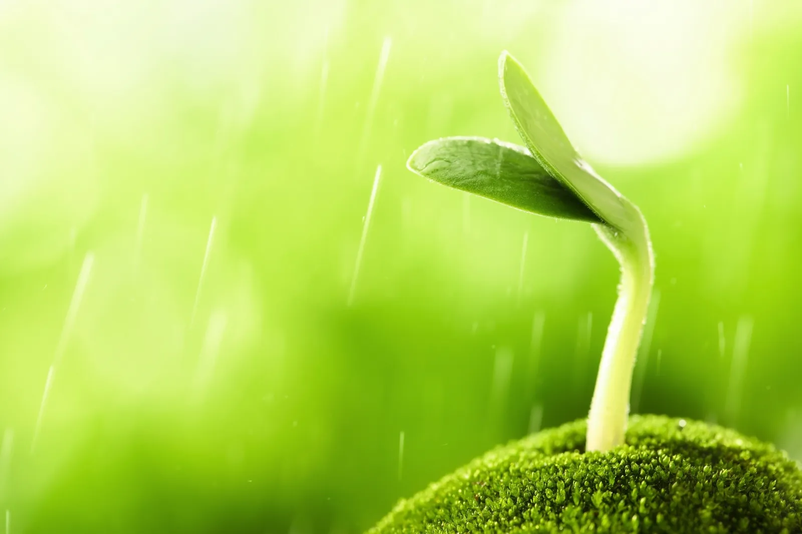 “Bean Sprout Macro” by Jean Beaufort