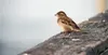 “Small Bird Sitting On Pier” by Linnaea Mallette